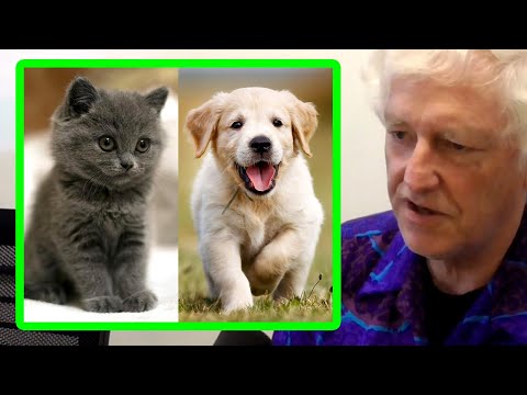 被低维隐喻迷惑的我们：Peter Norvig谈AI信任的真正难题